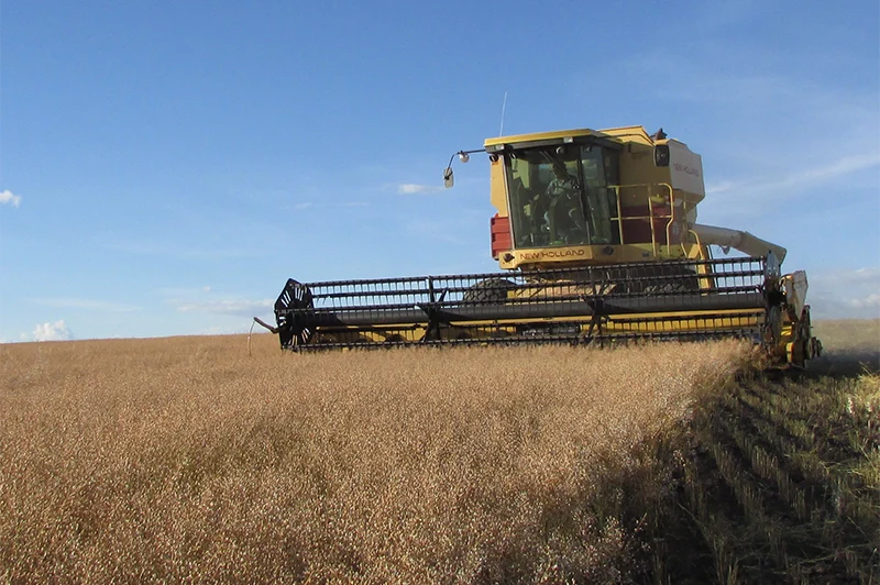 What Is Camelina Oil? A Guide to the Ancient Seed Now Grown in Montana