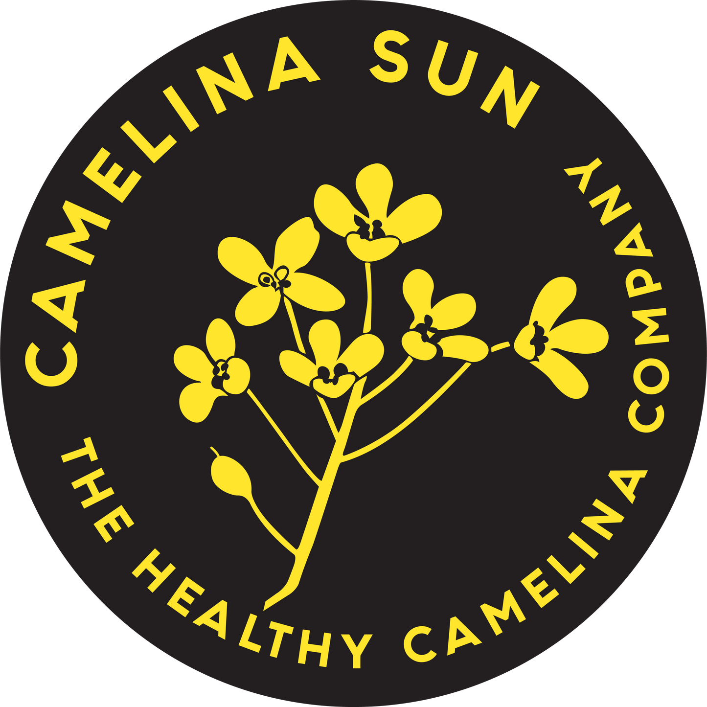Camelina Sun